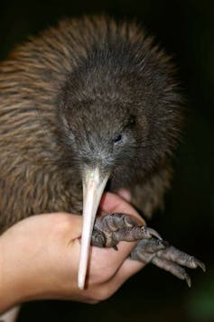 Kiwi chick