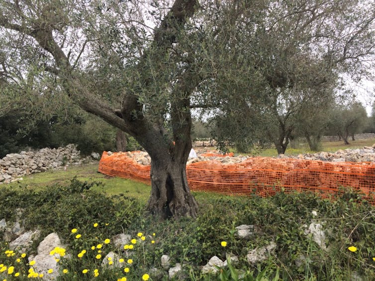 A tree surrounded by orange fence
