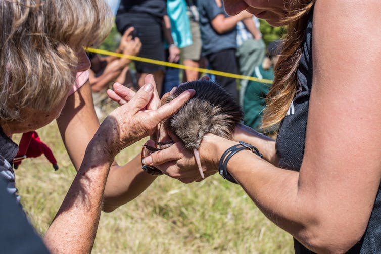 Conservation workers holding a kiwi chick