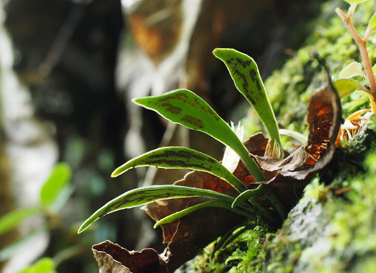 The 50 beautiful Australian plants at greatest risk of extinction — and how to save them