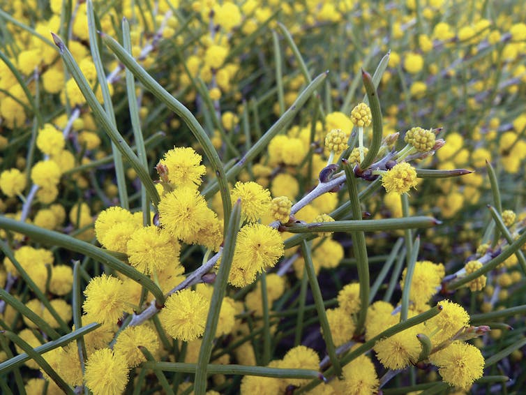 Yellow wattle