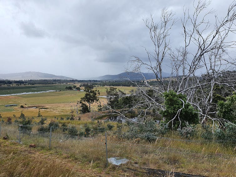 A dead-looking gum tree on agricultural land