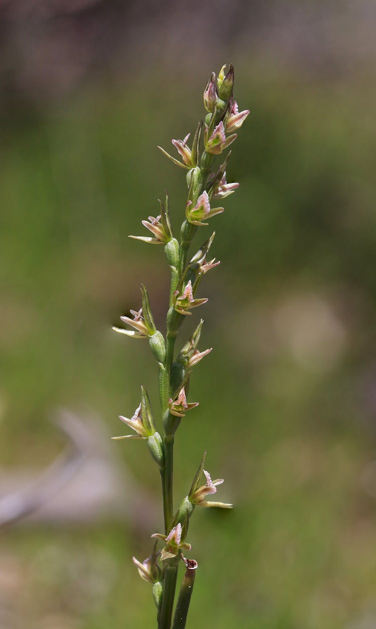 The 50 beautiful Australian plants at greatest risk of extinction — and how to save them