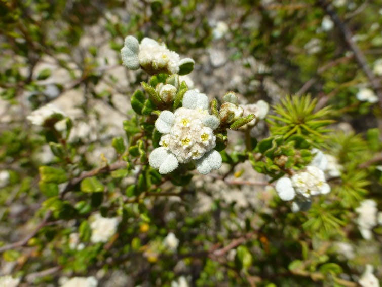 The 50 beautiful Australian plants at greatest risk of extinction — and how to save them