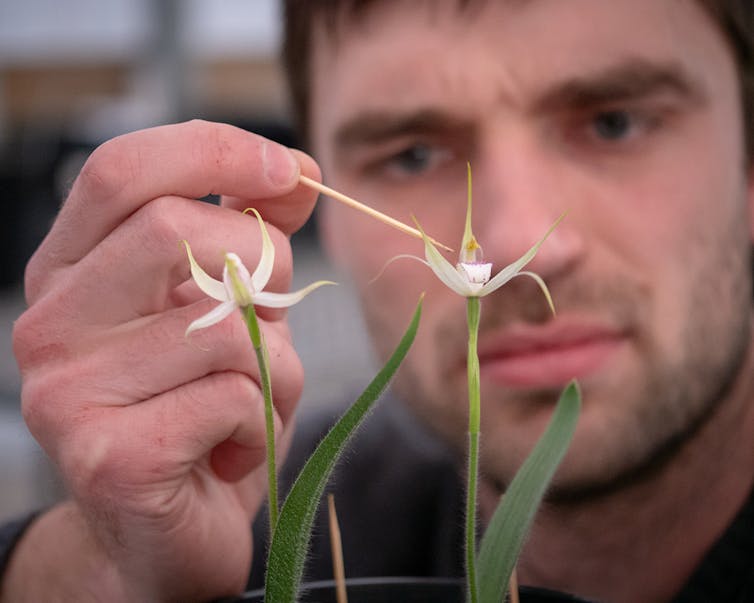 The 50 beautiful Australian plants at greatest risk of extinction — and how to save them