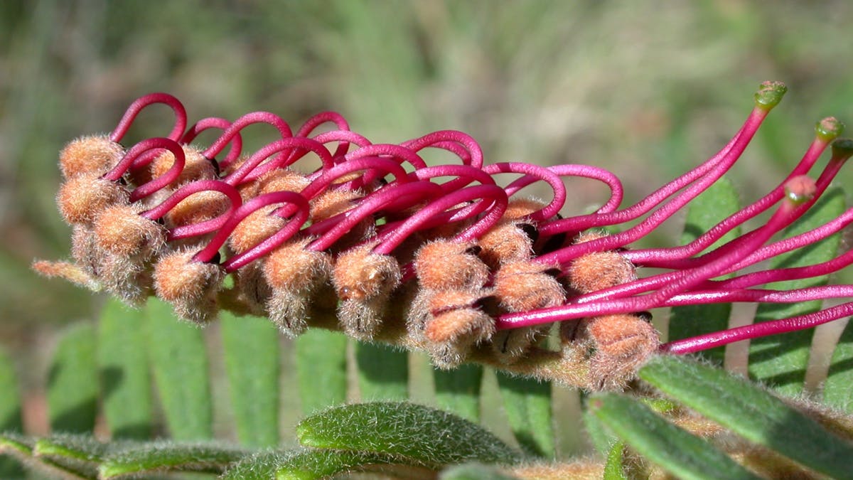 The 50 beautiful Australian plants at greatest risk of extinction — and how  to save them