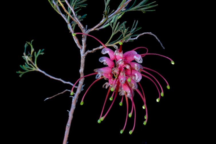 The 50 beautiful Australian plants at greatest risk of extinction — and how to save them