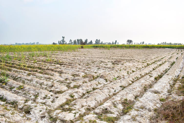 An overly saline mustard field