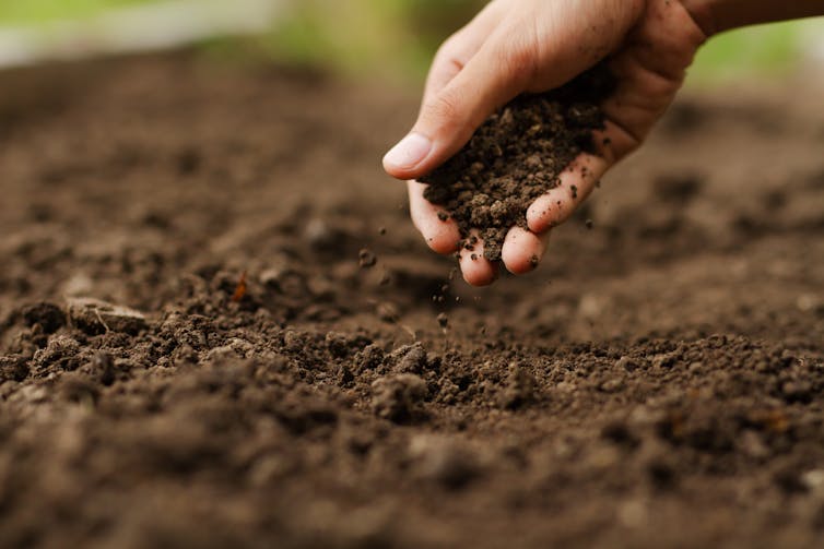 hand holding dirt