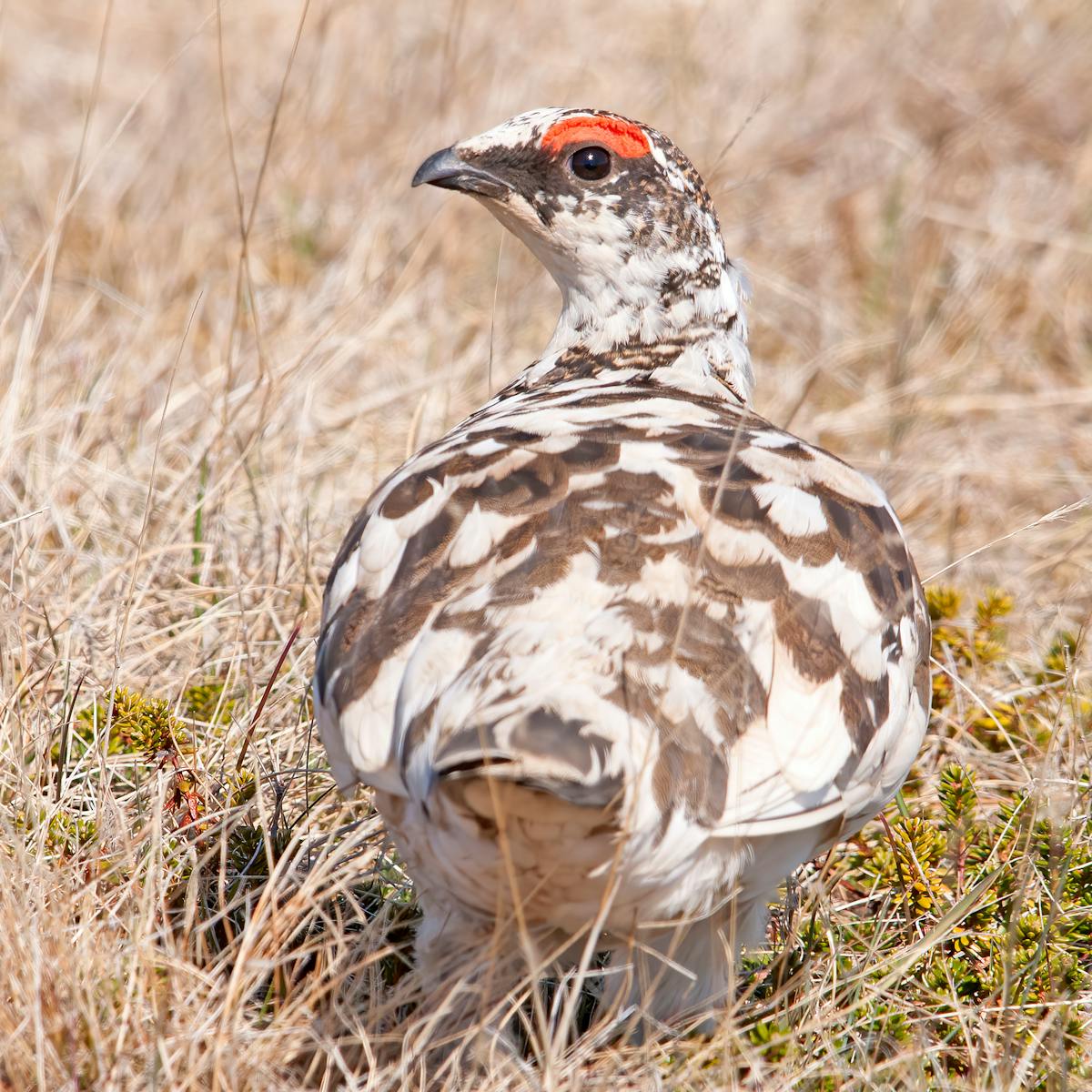Parasites And Their Hosts Are In An Arms Race For Survival With Evolutionary Consequences Parasites And Their Hosts Are In An Arms Race For Survival With Evolutionary Consequences