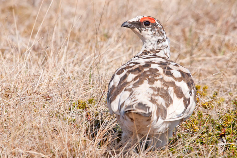 A brown and white mottled bird walking through grass
