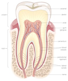 cross-section diagram of a human tooth