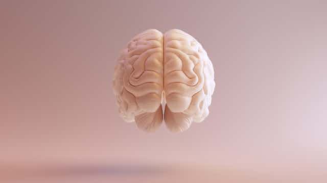 Model of brain