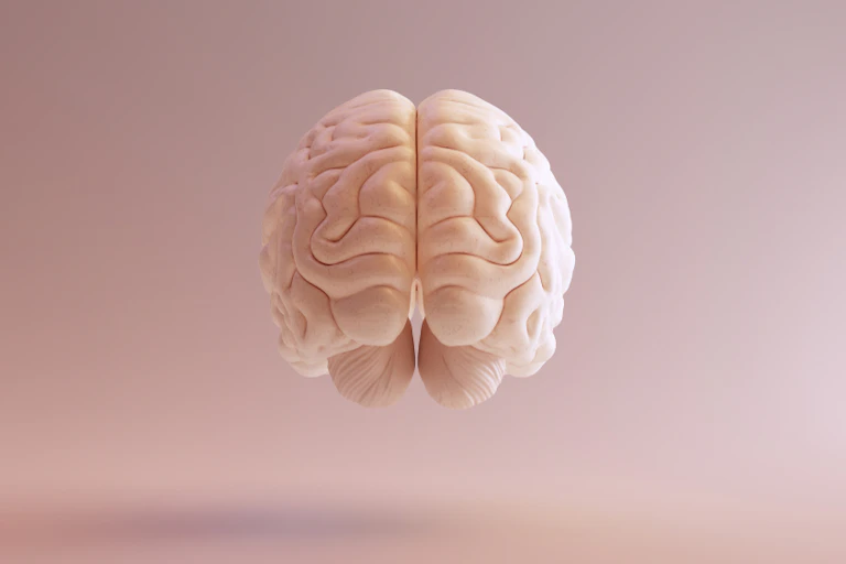Model of brain