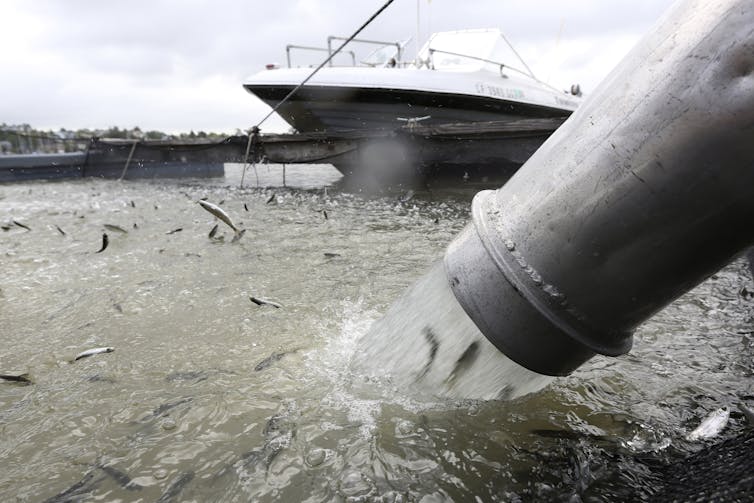 Fish pour out of a pipe into a bay.