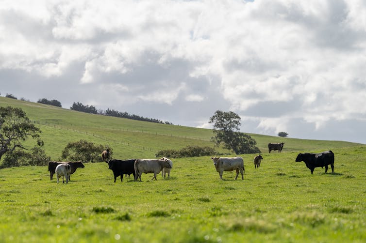 cows in field