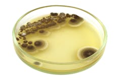Fungus growing in a petri dish.
