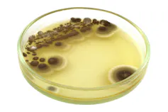 Fungus growing in a petri dish.