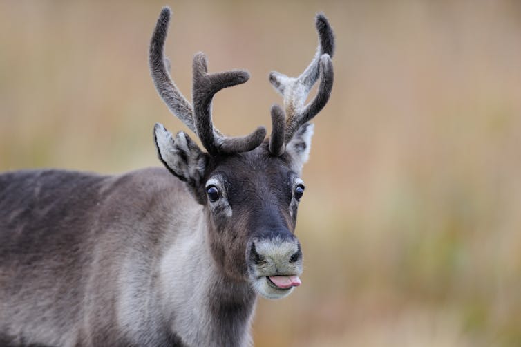 A reindeer with its tongue out.