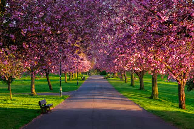 A pathway through a public park with two columns of pink cherry trees in blossom