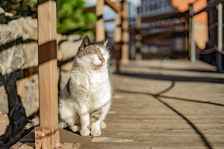 A cat in the sun
