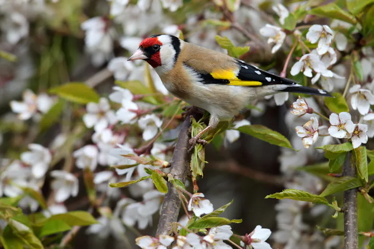 A goldfinch sitting in a cherry tree in full blossom with white flowers.