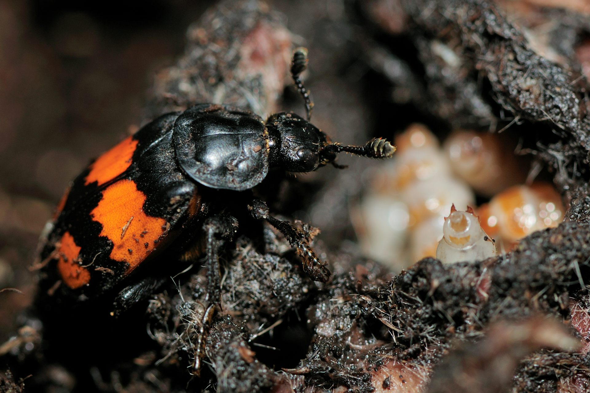 Beetles that deals eat flesh