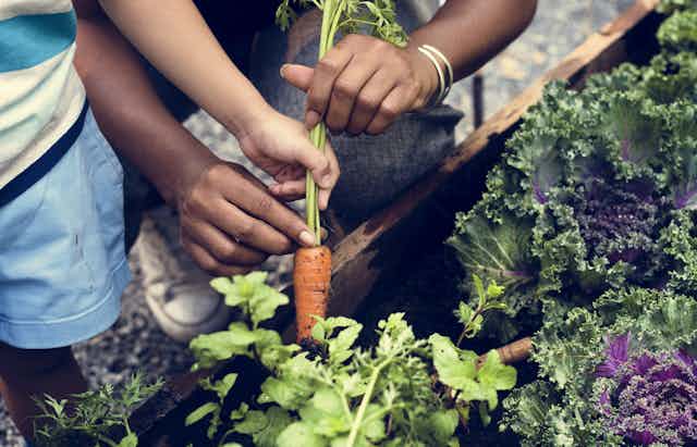 Hands pulling a carrot from a garden.