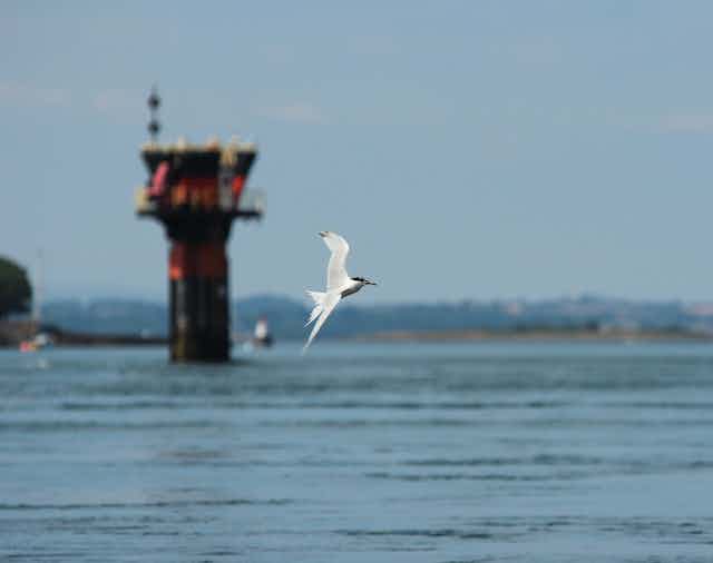 A tern flying past an offshore oil rig.