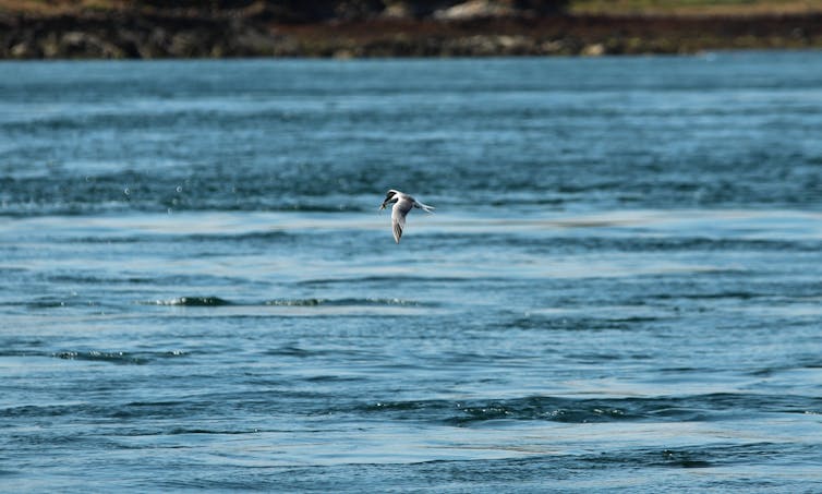 A tern with a fish in its beak, flying above the sea.