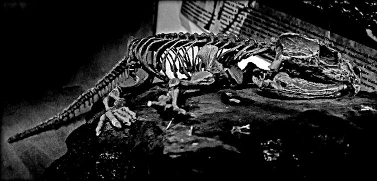 black and white photograph of a dinosaur