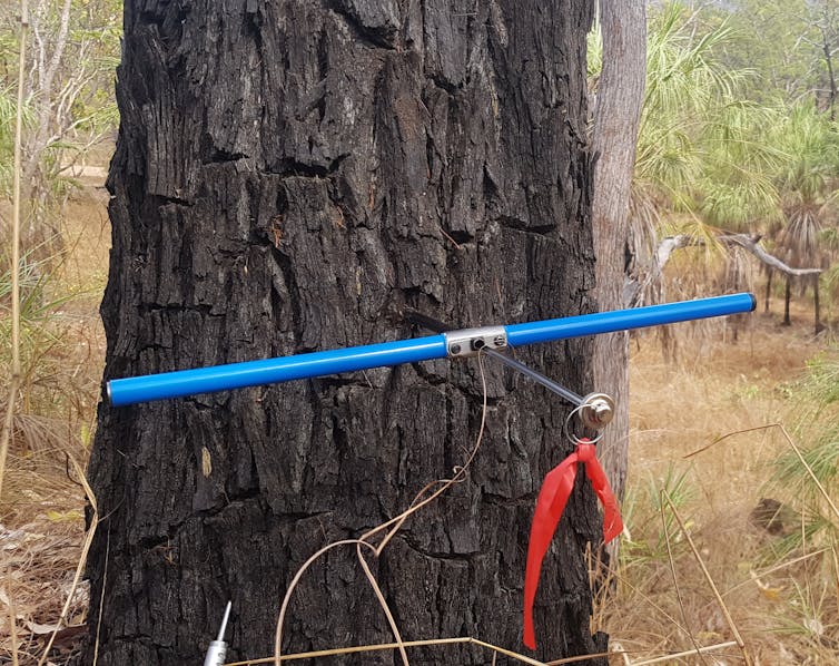 A tree trunk with a blue scientific instrument attached