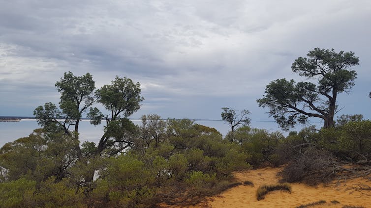 _Callitris_ trees overlooking a salt lake