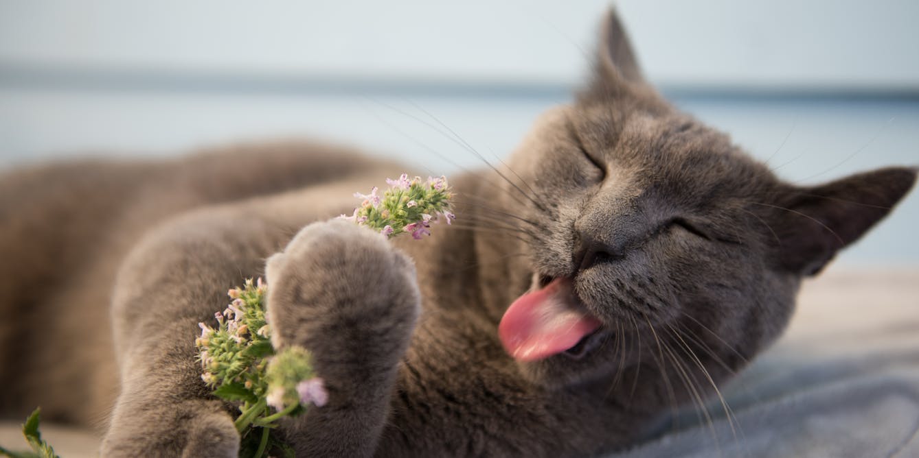 The Effects of Catnip on Cats