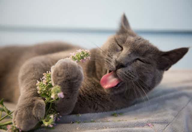 A cat with its tongue out holding some catnip.