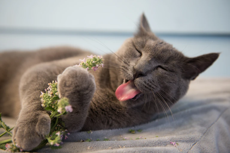 A cat with its tongue out holding some catnip.