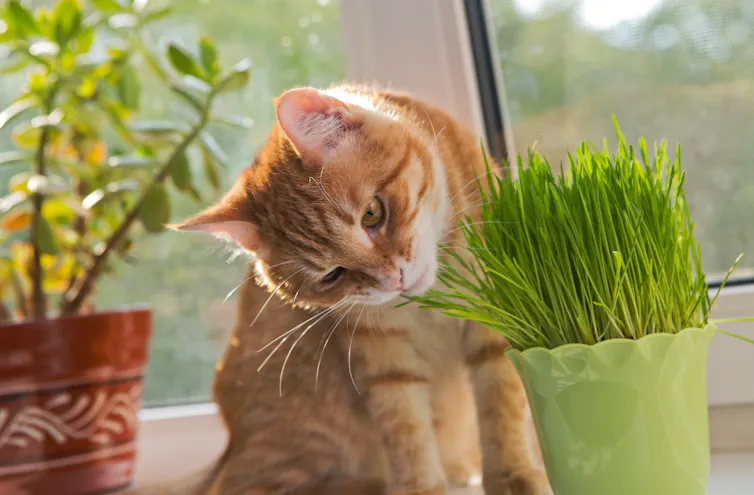 A cat sniffing fresh catnip.