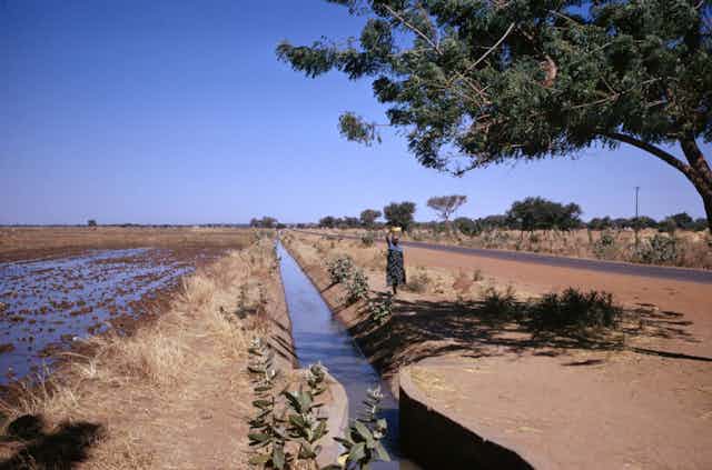 Woman walks on a path next to an irrigation ditch between a field and a road.