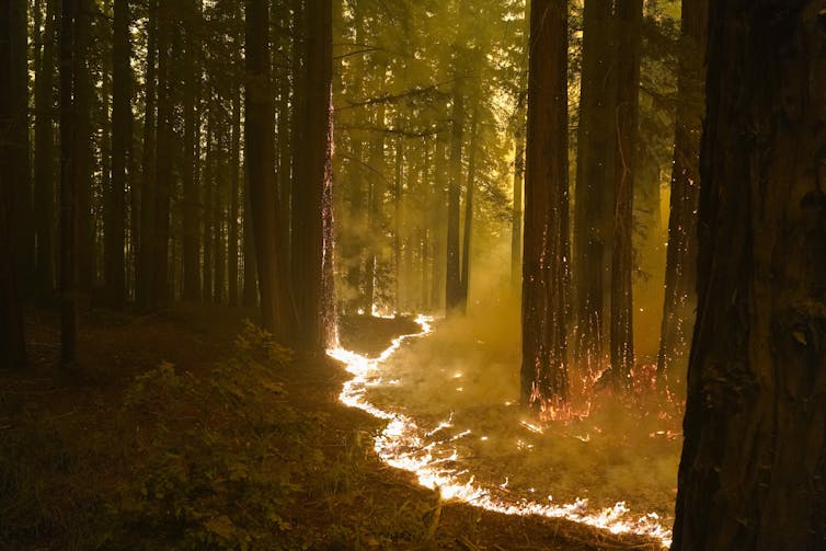 A strip of fire runs along the forest floor.