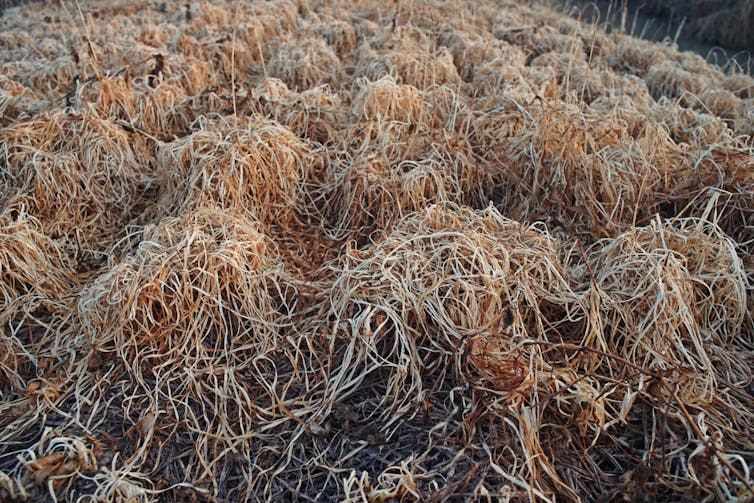 Brown dead plants