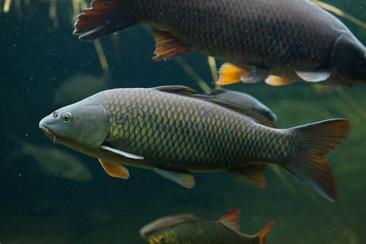 Common carp in the wild