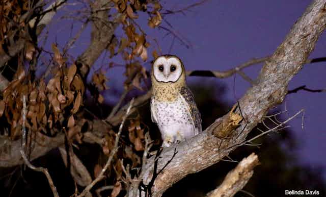 A maskled owl sitting on a branch at night.