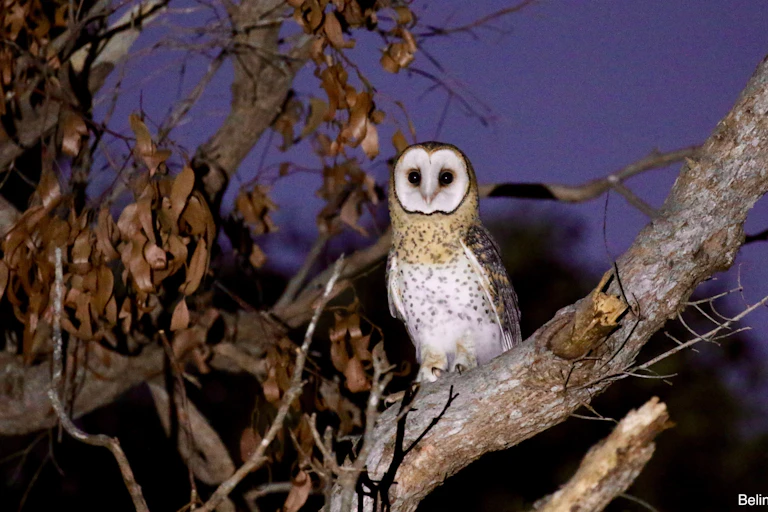 A maskled owl sitting on a branch at night.
