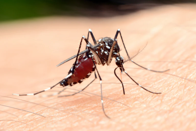 Close-up a mosquito sucking blood