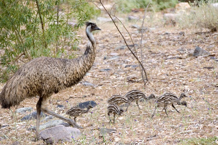 Emu with stripy chicks