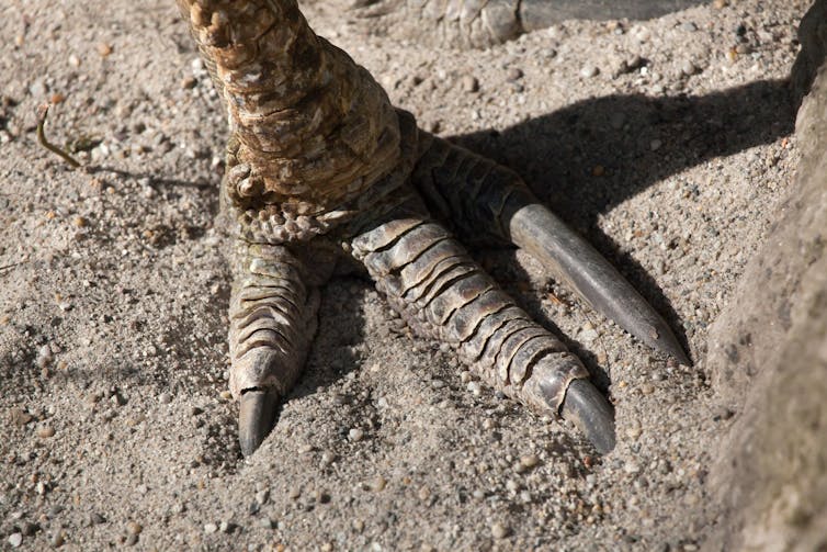 Cassowary claw