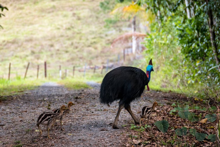A cassowary with its chicks
