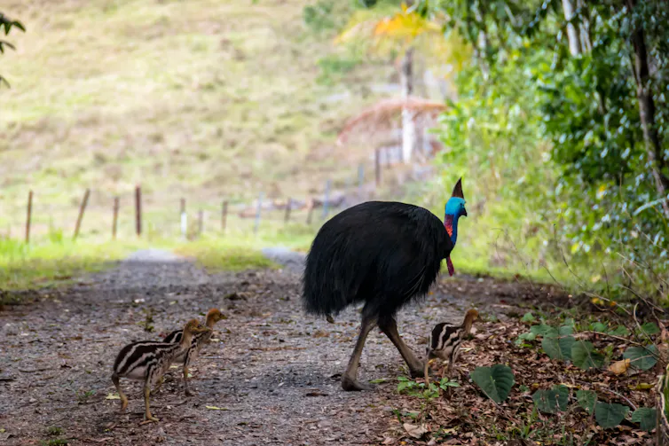 A cassowary with its chicks
