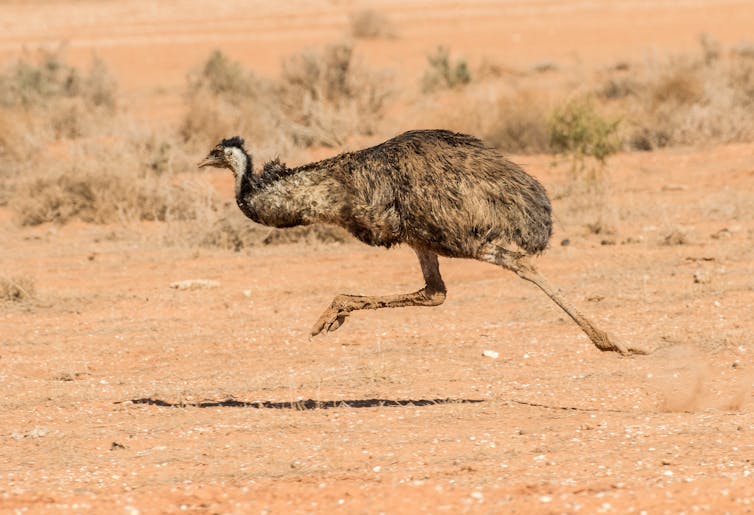 Running emu