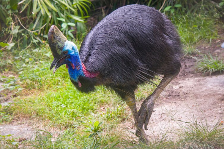 Cassowary walking